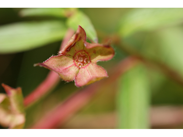 Ludwigia octovalvis ssp. octovalvis (Mexican primrose-willow) #55816
