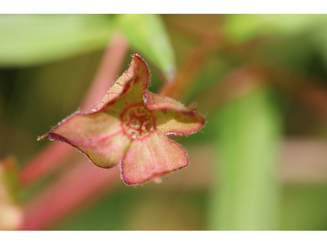 Ludwigia octovalvis ssp. octovalvis (Mexican primrose-willow) #55817