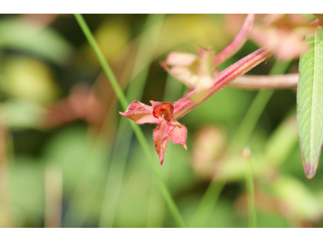 Ludwigia octovalvis ssp. octovalvis (Mexican primrose-willow) #55818
