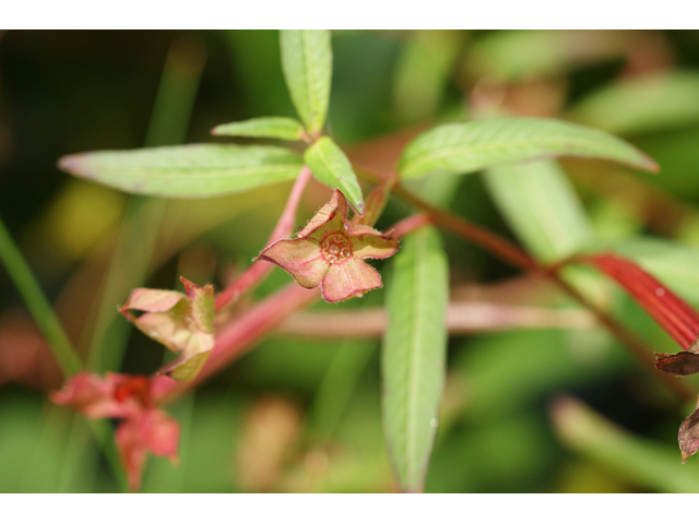 Ludwigia octovalvis ssp. octovalvis (Mexican primrose-willow) #55819