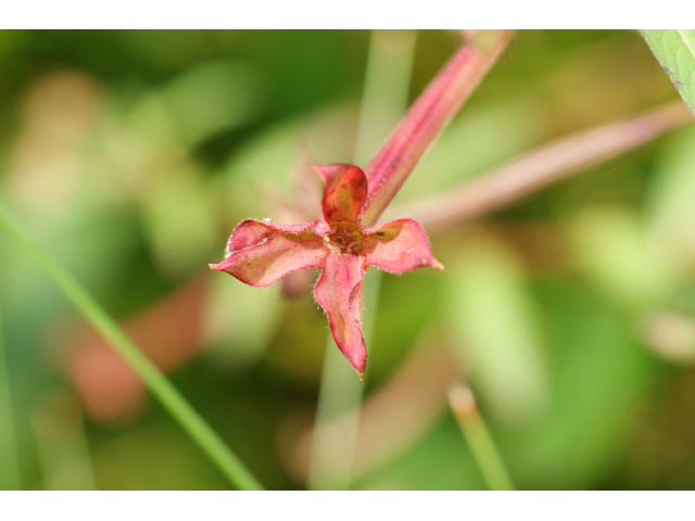 Ludwigia octovalvis ssp. octovalvis (Mexican primrose-willow) #55820