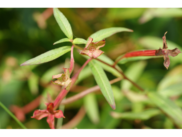 Ludwigia octovalvis ssp. octovalvis (Mexican primrose-willow) #55821