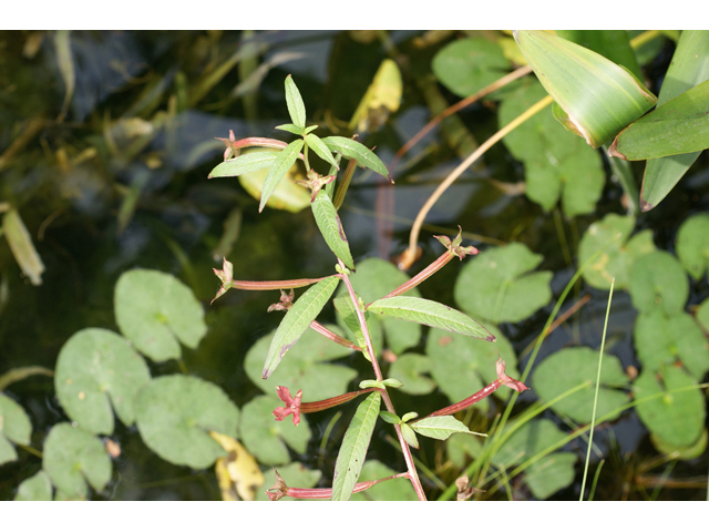 Ludwigia octovalvis ssp. octovalvis (Mexican primrose-willow) #55822