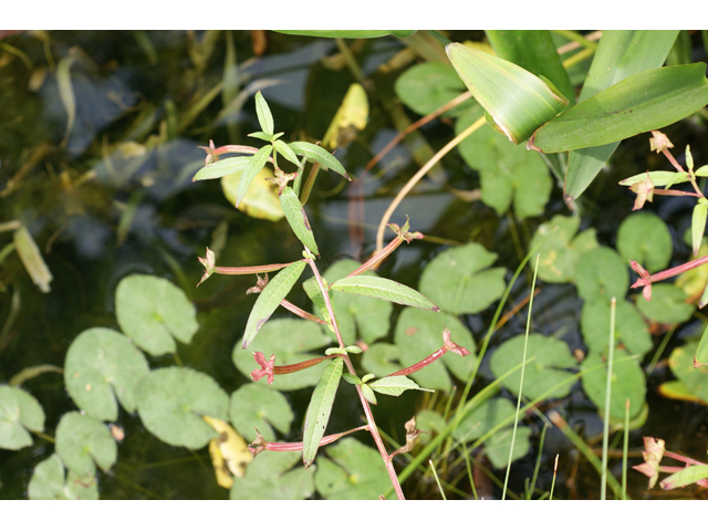Ludwigia octovalvis ssp. octovalvis (Mexican primrose-willow) #55823