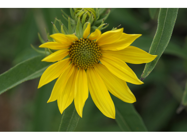 Helianthus maximiliani (Maximilian sunflower) #55827