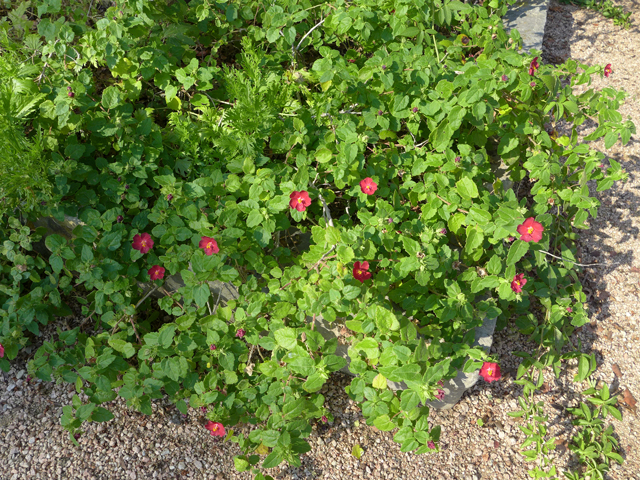 Pavonia lasiopetala (Rock rose) #55902