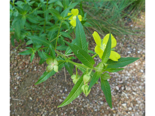 Ludwigia octovalvis ssp. octovalvis (Mexican primrose-willow) #55907