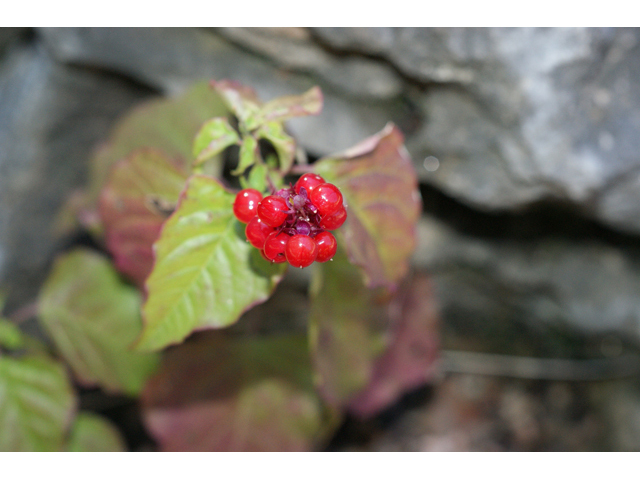 Rivina humilis (Pigeonberry) #56013