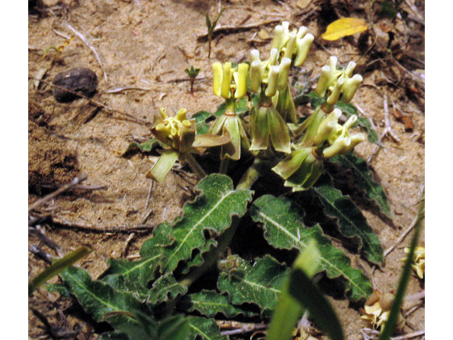 Asclepias prostrata (Prostrate milkweed) #42237