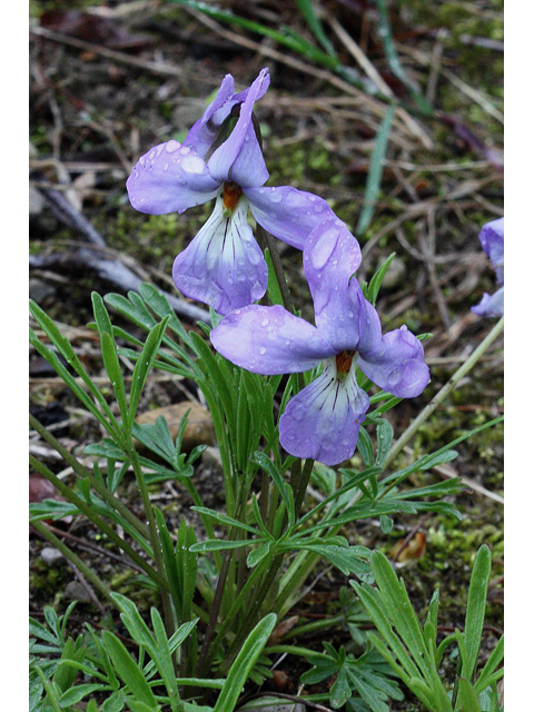 Viola pedata (Birdfoot violet) #30752