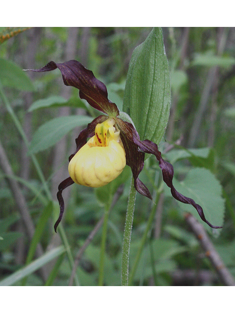 Cypripedium parviflorum (Yellow lady's-slipper orchid) #30778