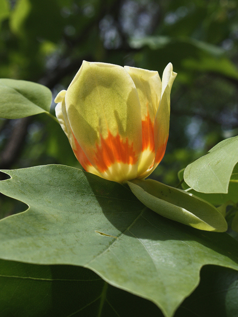 Liriodendron tulipifera (Tulip tree) #30799