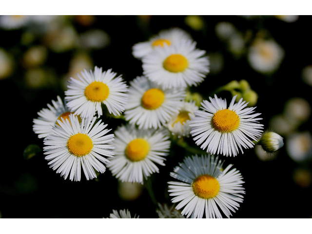 Erigeron annuus (Eastern daisy fleabane) #30828