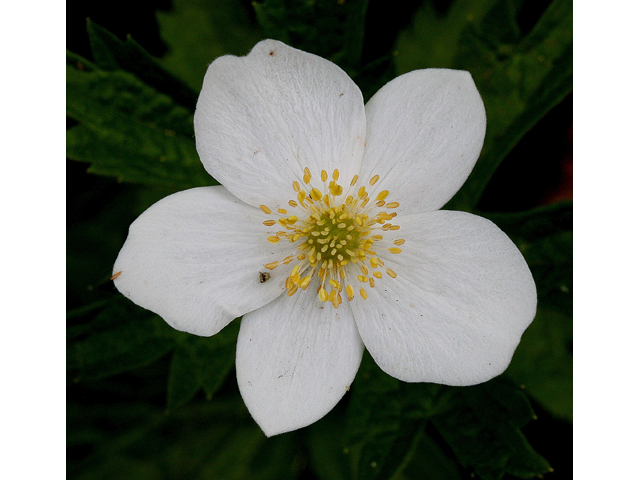 Anemone canadensis (Canadian anemone) #30836