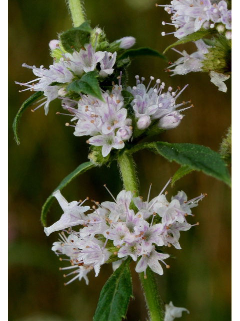 Mentha arvensis (Wild mint) #30883