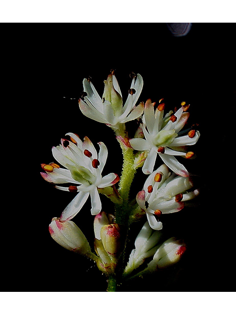 Triantha glutinosa (Sticky tofieldia) #30884