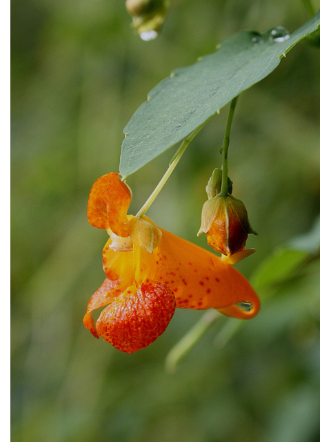Impatiens capensis (Jewelweed) #30885