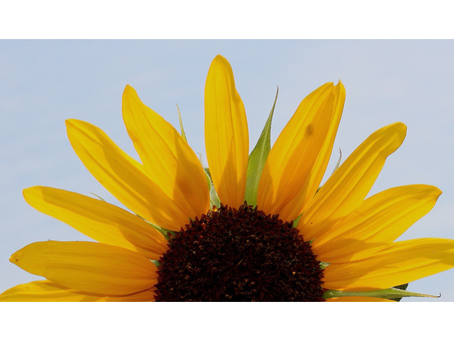 Helianthus annuus (Common sunflower) #30899