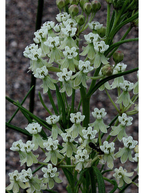 Asclepias verticillata (Whorled milkweed) #30910