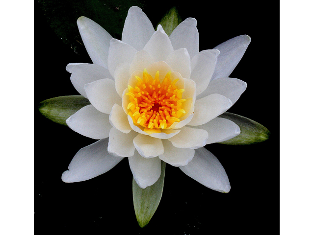 Nymphaea odorata (American white water-lily) #30927