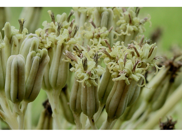 Arnoglossum atriplicifolium (Pale indian plantain) #30941