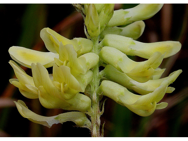 Astragalus canadensis (Canadian milkvetch) #30984