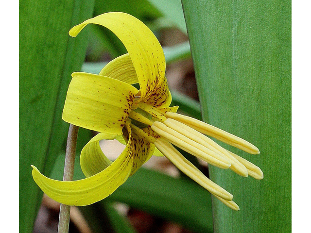 Erythronium americanum (Yellow trout-lily) #31040