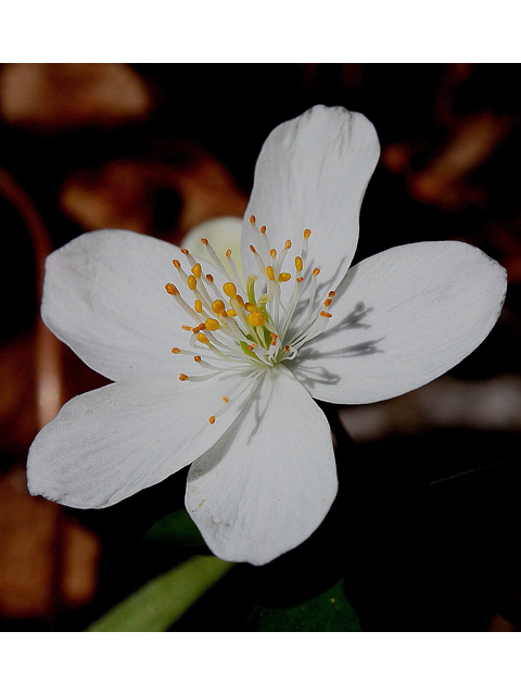 Enemion biternatum (Eastern false rue anemone) #31042
