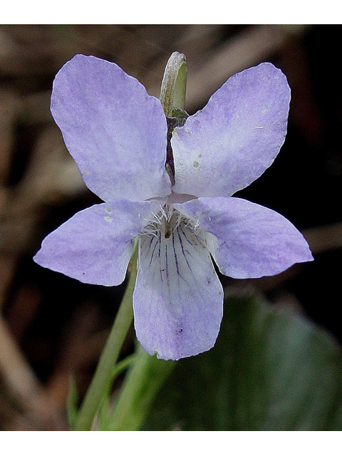Viola labradorica (Alpine violet) #31046