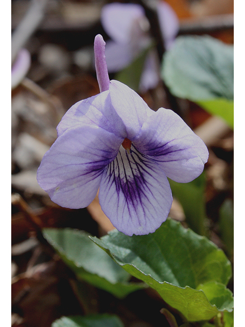 Viola rostrata (Longspur violet) #31057