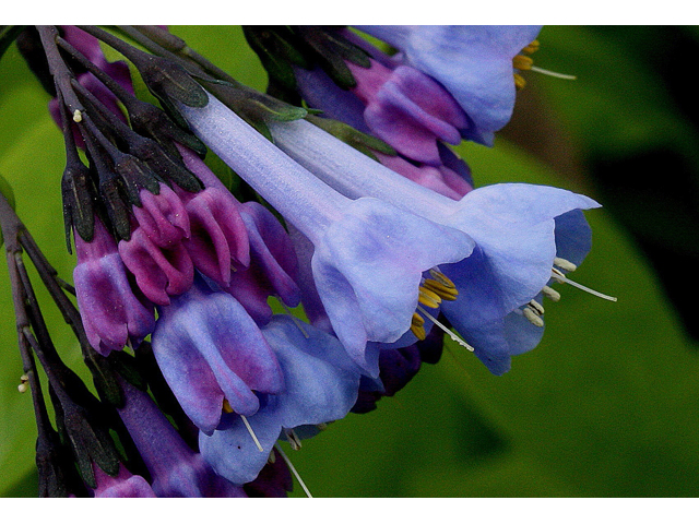 Mertensia virginica (Virginia bluebells) #31063