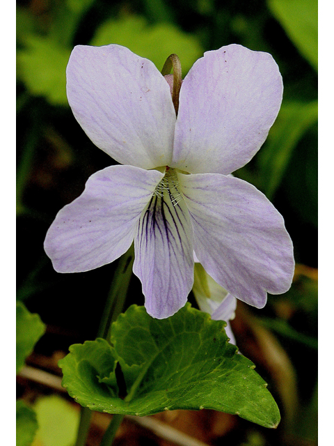 Viola affinis (Sand violet) #31073