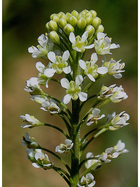 Lepidium virginicum (Virginia peppergrass) #31081