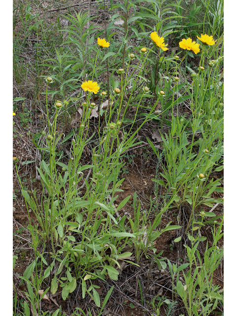 Coreopsis grandiflora (Largeflower tickseed) #31406