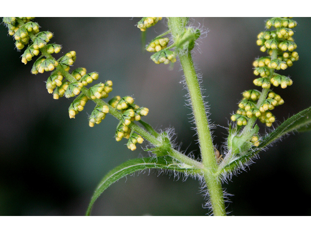 Ambrosia trifida (Great ragweed) #31463
