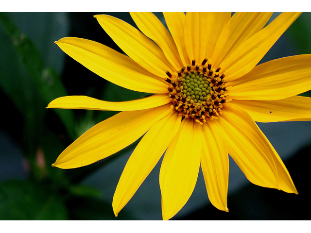 Helianthus decapetalus (Thinleaf sunflower) #31471