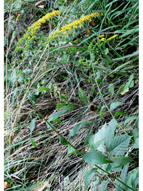 Solidago ulmifolia (Elmleaf goldenrod) #31502