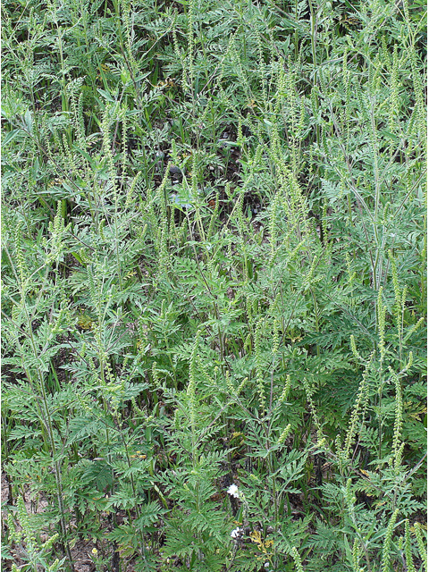 Ambrosia artemisiifolia (Annual ragweed) #31535