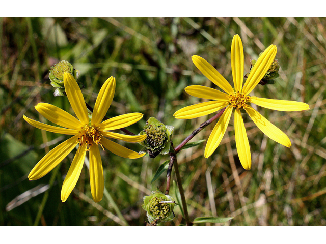 Silphium asteriscus (Starry rosinweed) #31571