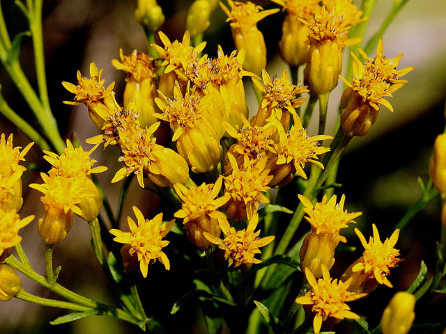 Euthamia caroliniana (Slender goldentop) #31576