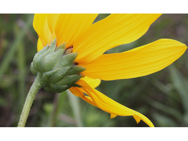Helianthus pauciflorus (Stiff sunflower) #31580