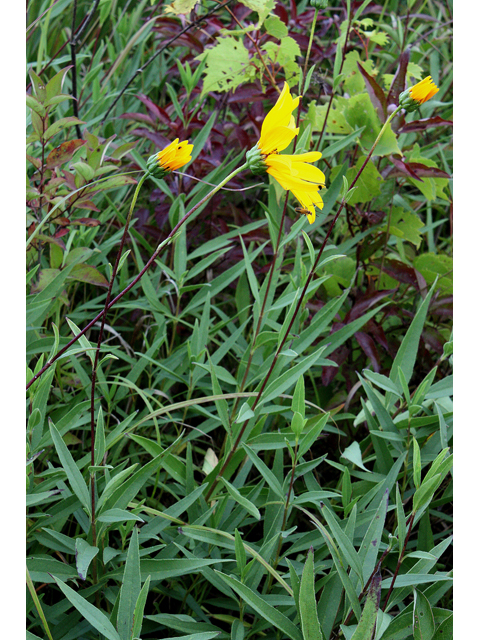 Helianthus pauciflorus (Stiff sunflower) #31581
