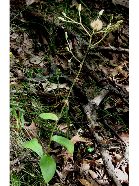 Hieracium scabrum (Rough hawkweed) #31608