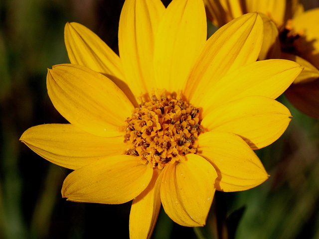 Helianthus occidentalis (Fewleaf sunflower) #31616