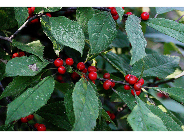 Ilex verticillata (Common winterberry) #31620