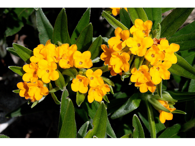 Lithospermum canescens (Hoary puccoon) #31656