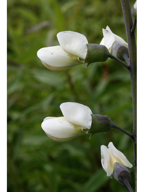 Baptisia alba var. macrophylla (Largeleaf wild indigo) #31703