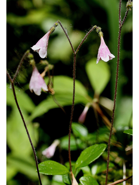 Linnaea borealis (Twinflower) #31745