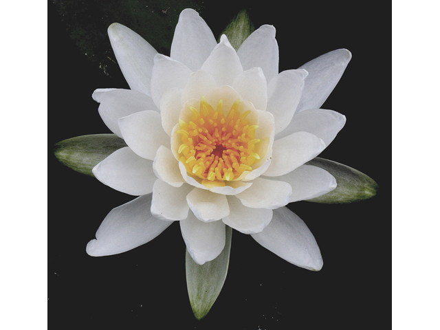 Nymphaea odorata (American white water-lily) #31791