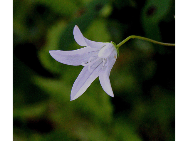 Campanula aparinoides (Marsh bellflower) #31793